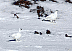 Ptarmigans